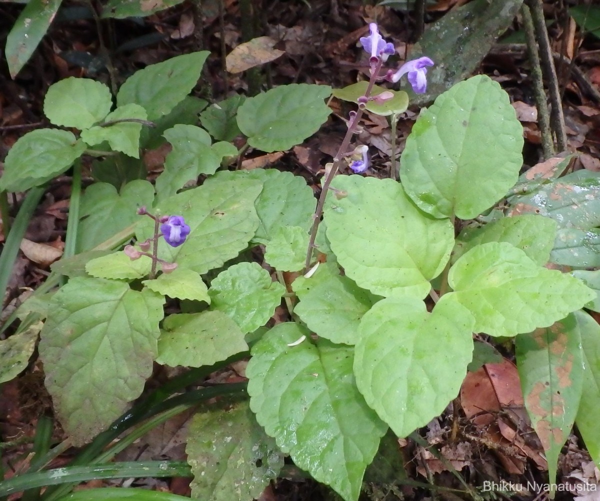 Scutellaria violacea var. violacea Heyne ex Benth.